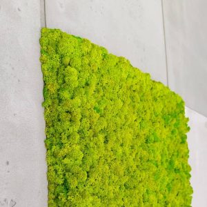 Panel ścienny z mchu chrobotka 50x50 cm, brzegi wykończone mchem