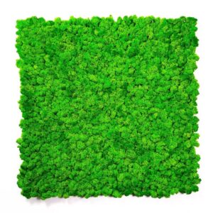 Panel dekoracyjny z mchu chrobotka  grass green 50x50 cm